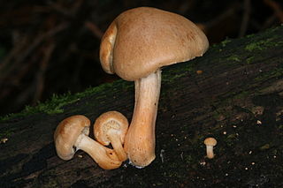 <i>Gymnopilus hybridus</i> Species of fungus