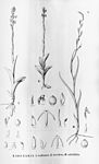 Habenaria guilleminii - Habenaria brevidens - Habenaria cultellifolia - Flora Brasiliensis 3-4-09.jpg