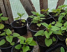 Hablitzia tamnoides seedlings in a greenhouse