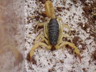 Hadrurus arizonensis