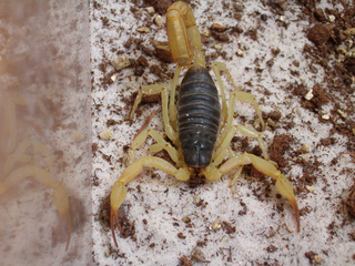 <i>Hadrurus</i> Genus of scorpions
