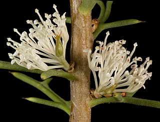 <i>Hakea varia</i> Species of shrub of the family Proteaceae endemic to Western Australia