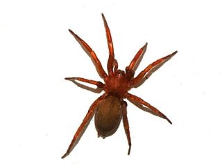 <i>Haplodrassus signifer</i> Species of spider