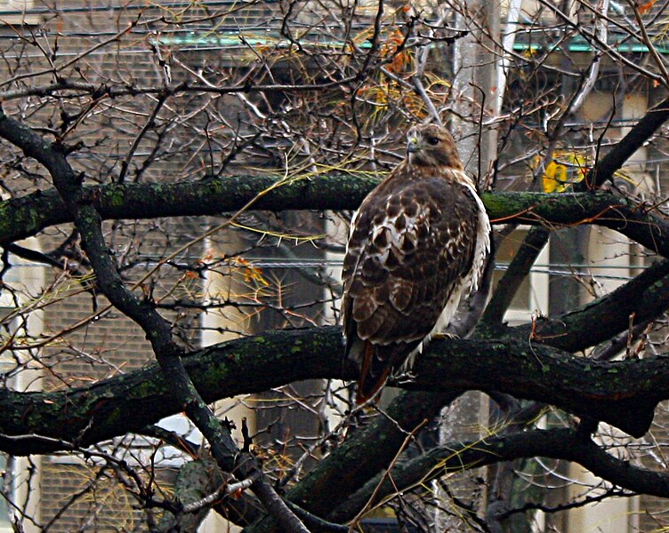 File:HawkToronto1.JPG