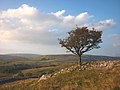 Thumbnail for File:Hawthorn tree at Skirwith - geograph.org.uk - 4171262.jpg