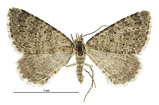 <i>Helastia scissa</i> Species of moth endemic to New Zealand