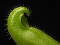 Juvenile pitcher