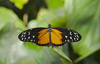 <i>Heliconius hecale</i> Species of butterfly