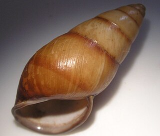 <i>Helicostyla</i> Genus of gastropods