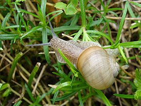 Beskrivelse af Helix lutescens3pl.jpg-billedet.