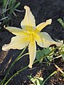 Hemerocallis 'Catherine Neal', Liliowiec 'Catherine Neal', 2019-07-18