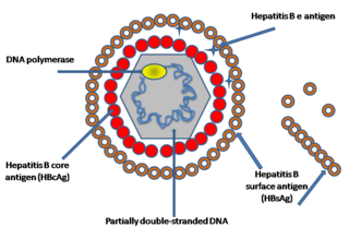 hepatitis b virus structure