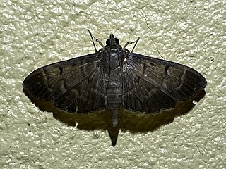 <i>Herpetogramma servalis</i> Species of moth