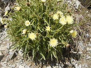 Endive hawkweed (Schlagintweitia intybacea)