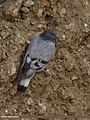 Hill Pigeon (Columba rupestris) (15708352428).jpg