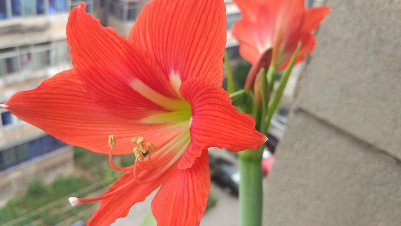 File:Hippeastrum flower (897110343).jpg