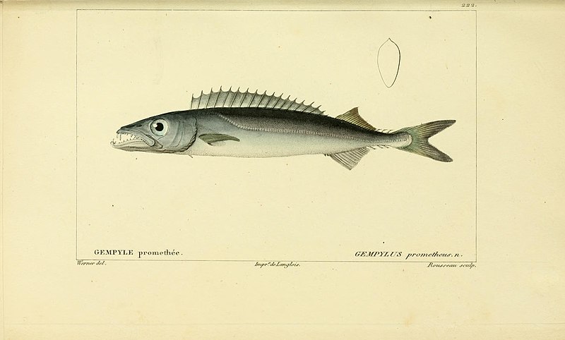 File:Histoire naturelle des poissons (10438709935).jpg