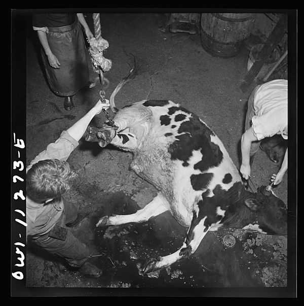 Workers and cattle in a slaughterhouse in 1942