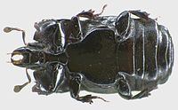 Hololeptinae plana under.jpg