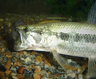 La tararira (Hoplias malabaricus) peut atteindre 4 à 5 kilos de poids. C'est un Poisson-Tigre tout comme son frère le Hoplias aimara (que l'on trouve en Guyane). Il a beaucoup de force dans sa mandibule, laquelle agit comme une tenaille. Sa taille habituelle est de plus ou moins 50 cm. Dans le Río Paraná, en été, on peut le voir sauter hors de l'eau pour attraper des proies. En hiver, il ne migre pas, mais se réfugie dans les zones profondes du fleuve. C'est un chasseur très vorace et qui mange de tout, ce qui veut dire y compris les doigts des pêcheurs.