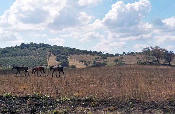 Horses in Tuscia during a drought period, summer 2017