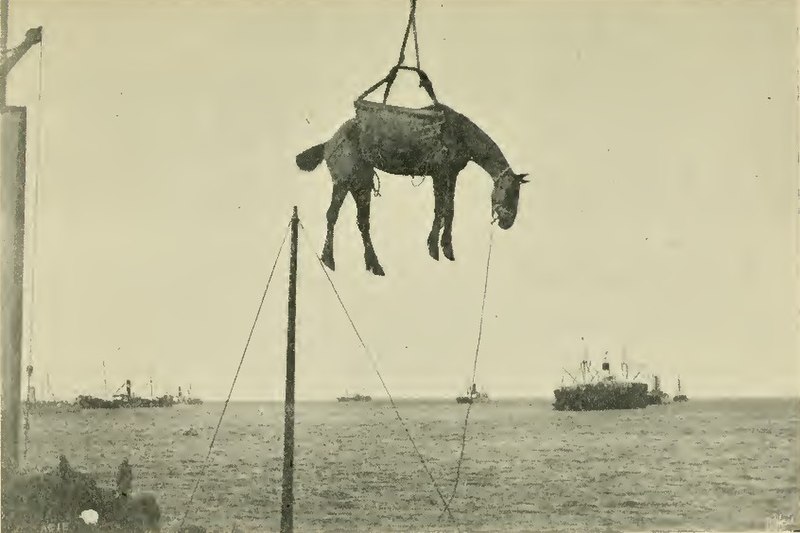 File:Horses on board ship - a guide to their management-page69.jpg