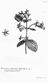 Hortus Cliffortianus (TAB. XVIII) BHL397096.jpg