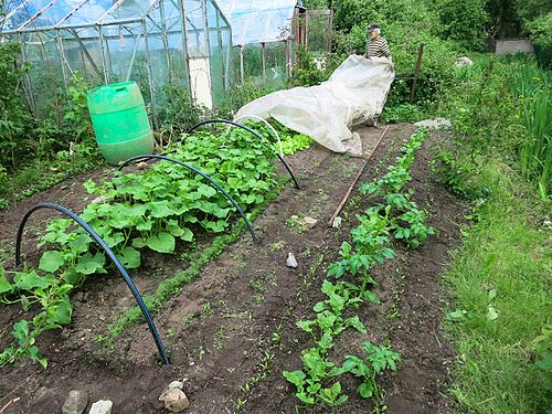 Old gardener uncovers cucumber hotbed in Estonia