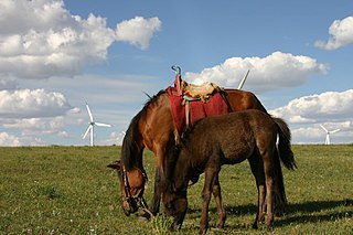 <span class="mw-page-title-main">Chinese Mongolian horse</span> Mongolian horse breed in China