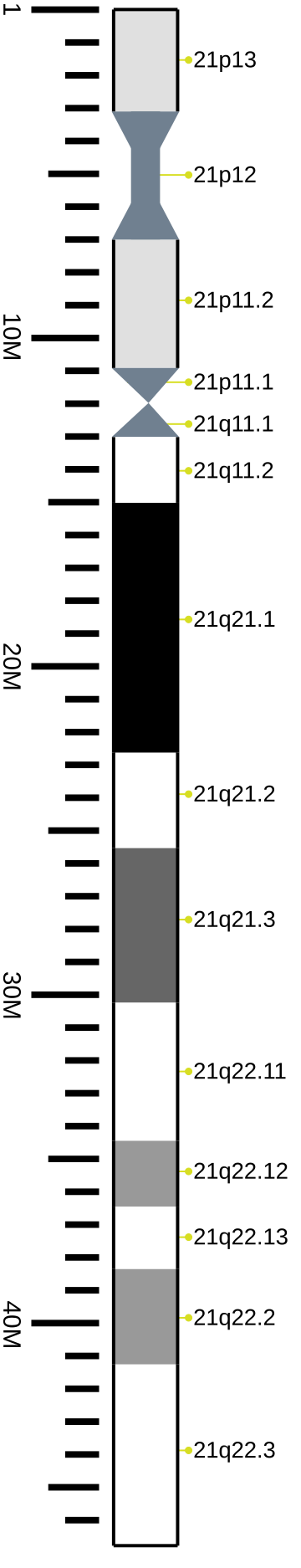 File:Human chromosome 21 ideogram vertical.svg