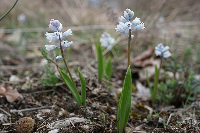 TÌNH YÊU CÂY CỎ ĐV 5 - Page 66 640px-Hyacinthella_leucophaea_Lempes3