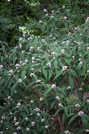 A kép leírása Hortenzia involucrata virágzás.jpg.