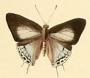 Hypolycaena ithna.JPG