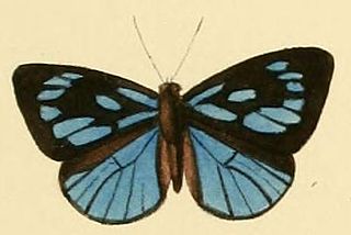 <i>Hypophytala hyetta</i> Species of butterfly