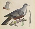 Iconographie des pigeons (8100062636) (cropped).jpg