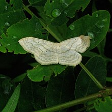 Idaea takturata.jpg