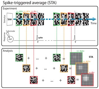 Spike-triggered average tool for characterizing the response properties of a neuron