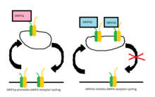 Illustration of roles of GRIP1a and GRIP1b in AMPAR cycling Illustration of roles of GRIP1a and GRIP1b in AMPA cycling.png