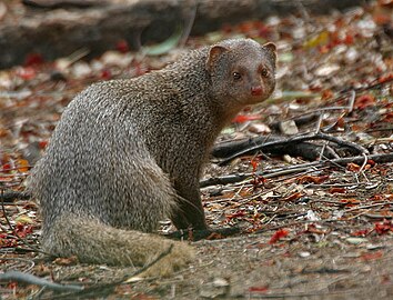 Indian Mongoose (Herpestes edwardsii)- is it- at Hyderabad, AP W 106.jpg