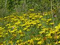 Inula hirta Germany - Tauberfranken