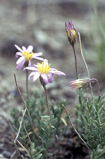 <i>Ionactis alpina</i> species of plant