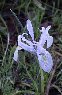 Iris histrio 1.JPG