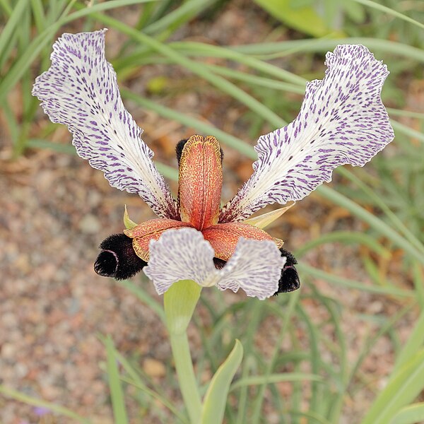 File:Iris paradoxa f. choschab-IMG 2195.jpg