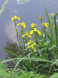Ирис аировидный, или болотный (Iris pseudacorus)