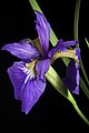 Iris sanguinea