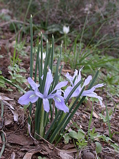 <i>Iris vartanii</i> Species of flowering plant