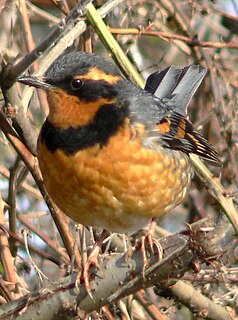 <span class="mw-page-title-main">Varied thrush</span> Species of bird