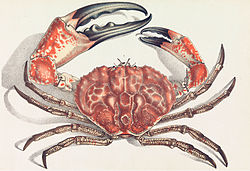 J J Wild Pseudocarcinus cropped.jpg