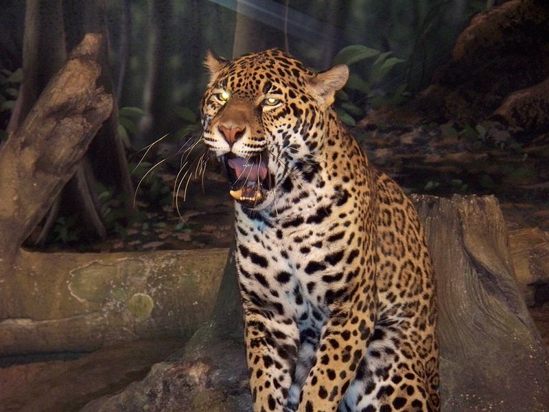 File:Jaguar Milwaukee County Zoo.jpg