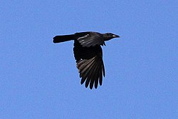 Jamaican crow (cropped).jpg